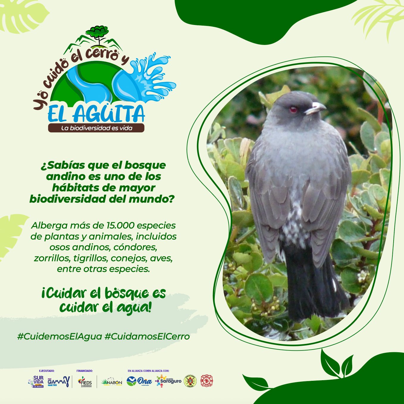 YO CUIDO EL CERRO Y EL AGUITA